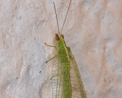 Chrysopodes collaris