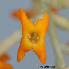 Buddleja madagascariensis