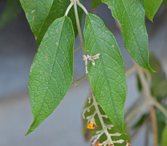 Buddleja madagascariensis