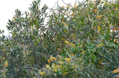 Buddleja madagascariensis