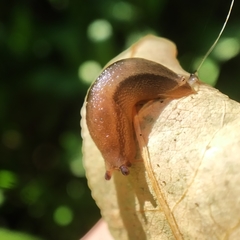 Geomalacus anguiformis