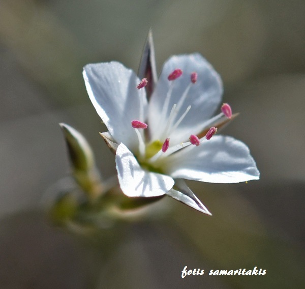 Bufonia stricta