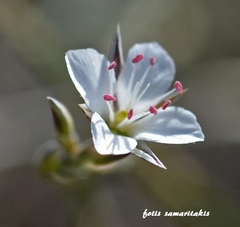 Bufonia stricta stricta