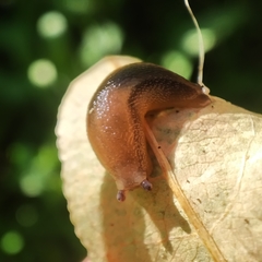Geomalacus anguiformis