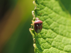 Stagonomus bipunctatus