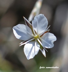 Bufonia stricta stricta