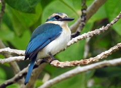 Todiramphus ruficollaris