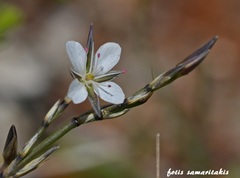 Bufonia stricta stricta