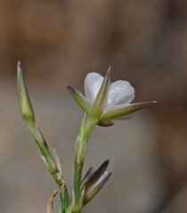 Bufonia stricta stricta