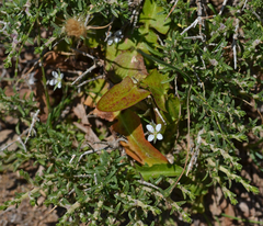Bufonia stricta stricta