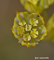 Bupleurum gracile