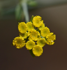 Bupleurum kakiskalae