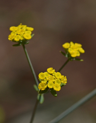 Bupleurum kakiskalae