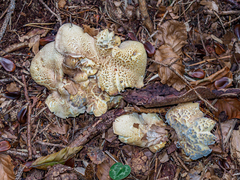 Albatrellus subrubescens