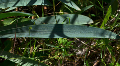 Bupleurum kakiskalae