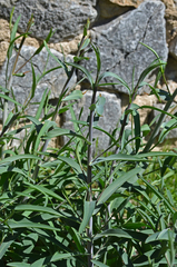 Bupleurum kakiskalae