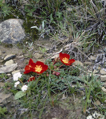 Hypseocharis pimpinellifolia