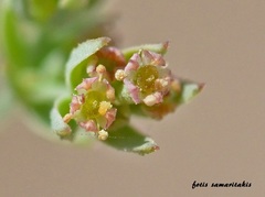 Bupleurum semicompositum