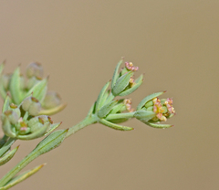 Bupleurum semicompositum