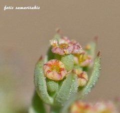 Bupleurum semicompositum