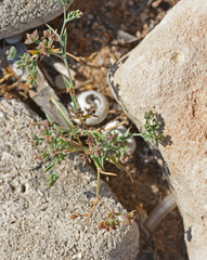 Bupleurum semicompositum
