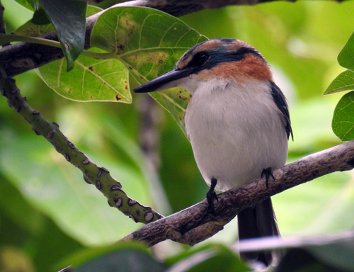 Mewing Kingfisher (Todiramphus ruficollaris), photo 7