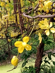Cassia fistula