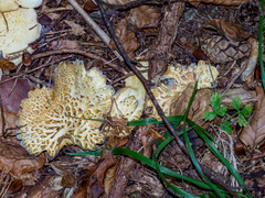 Albatrellus subrubescens