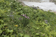 Linum hypericifolium