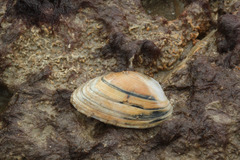 Venerupis corrugata