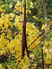Cassia fistula
