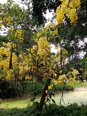 Cassia fistula