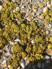 Xanthoria parietina