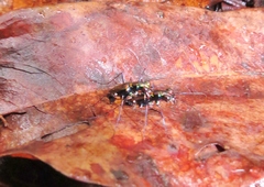 Odontocheila iodopleura