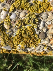 Xanthoria parietina