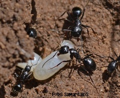 Camponotus aethiops