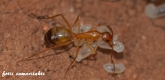 Camponotus baldaccii