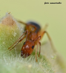 Camponotus baldaccii