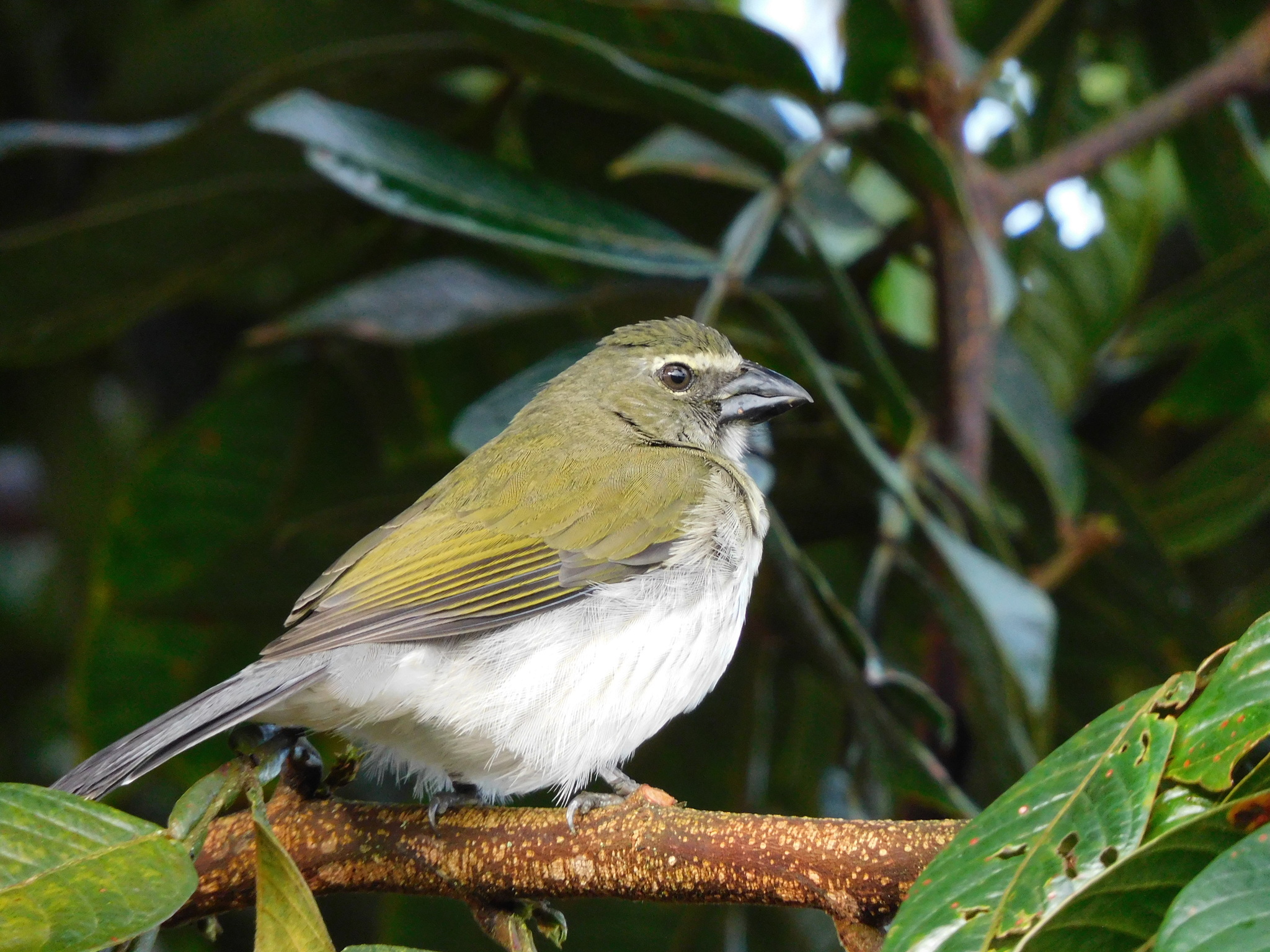 Bicudo-de-peito-listrado (Saltator striatipectus) · BioDiversity4All