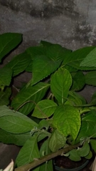 Gymnanthemum amygdalinum