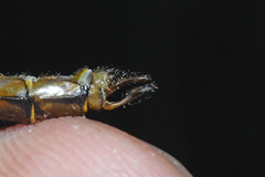 Neurocordulia yamaskanensis