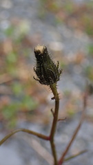 Picris hieracioides morrisonensis