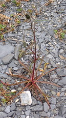 Picris hieracioides morrisonensis