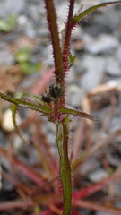Picris hieracioides morrisonensis