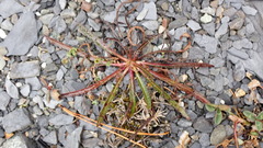 Picris hieracioides morrisonensis