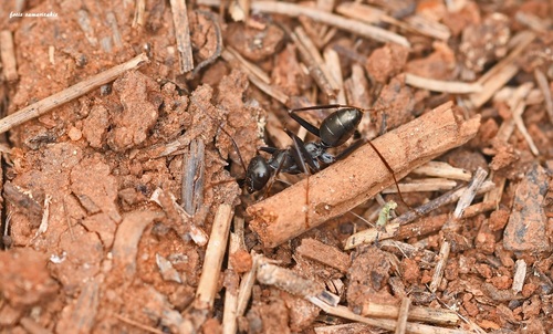 Subespecies Cataglyphis cursor cretica · iNaturalist Mexico