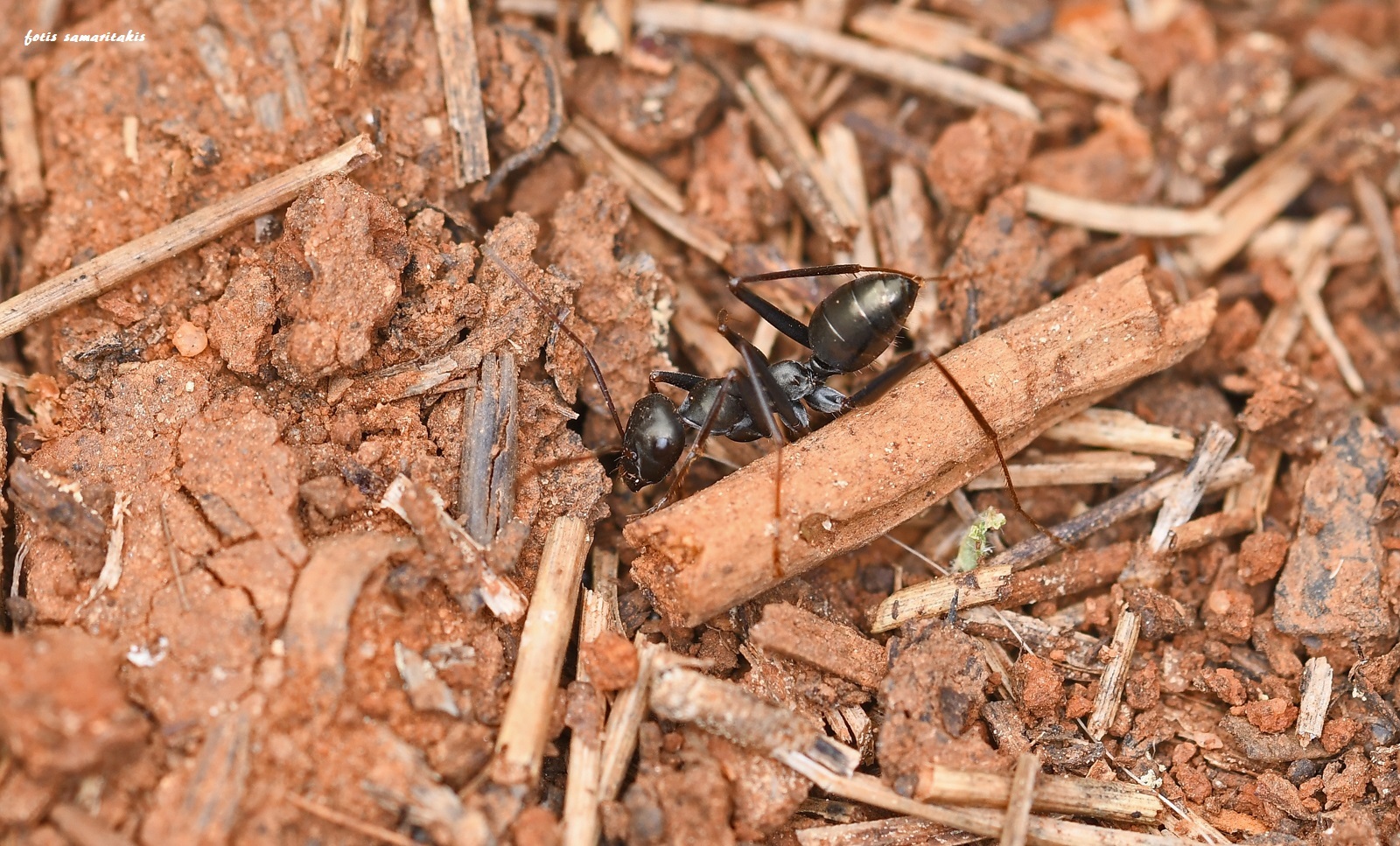 Cataglyphis cretica