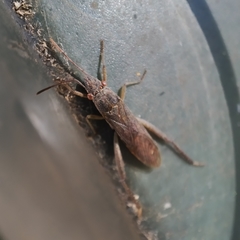 Nemausus sordidatus