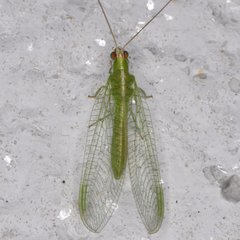 Chrysopodes collaris