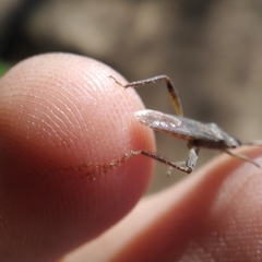 Nemausus sordidatus